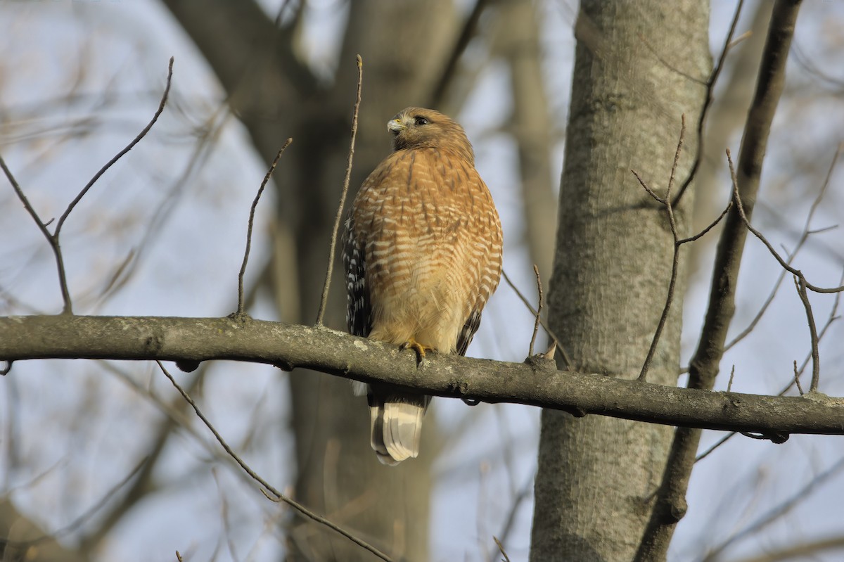 Red-shouldered Hawk - ML613265199