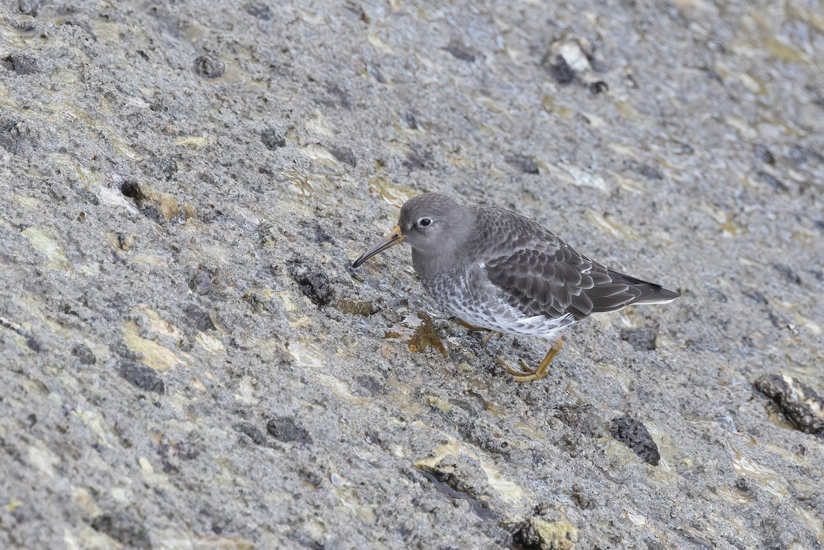 Purple Sandpiper - ML613265251