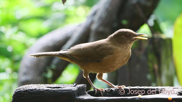 Clay-colored Thrush - ML613265299