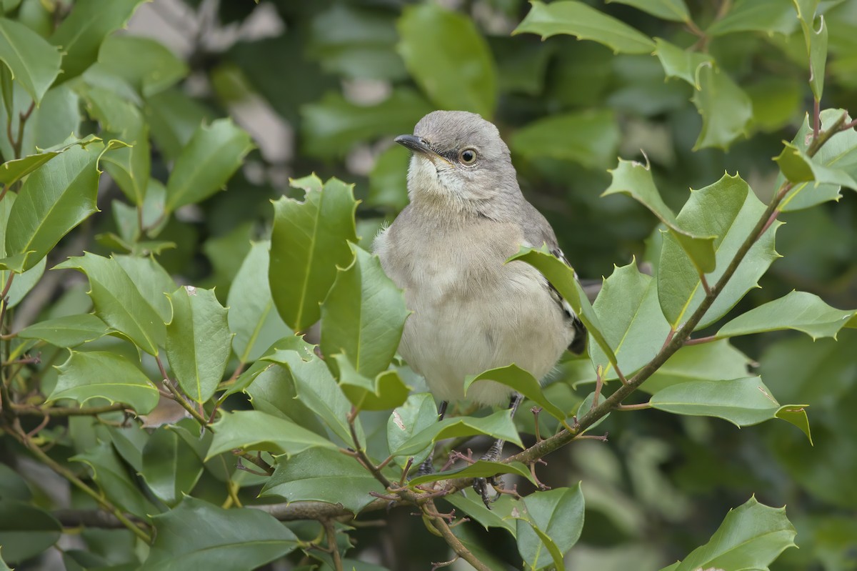 Northern Mockingbird - ML613265352