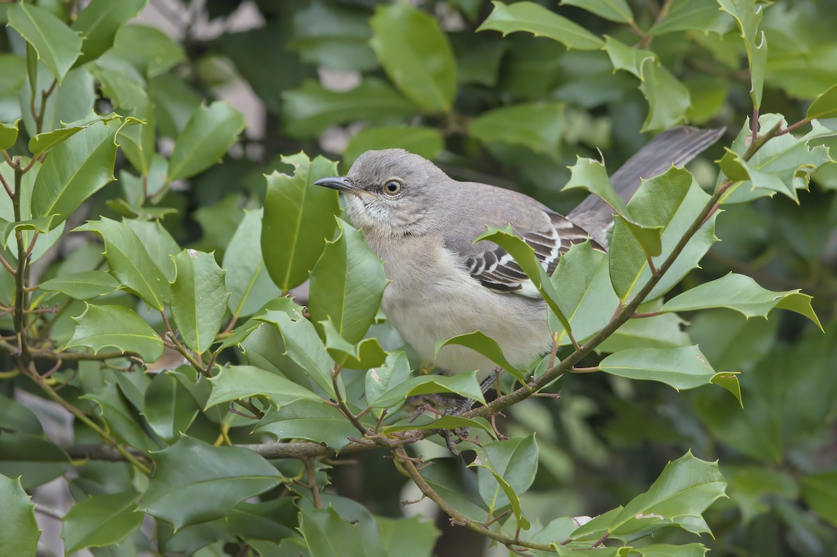 Northern Mockingbird - ML613265354