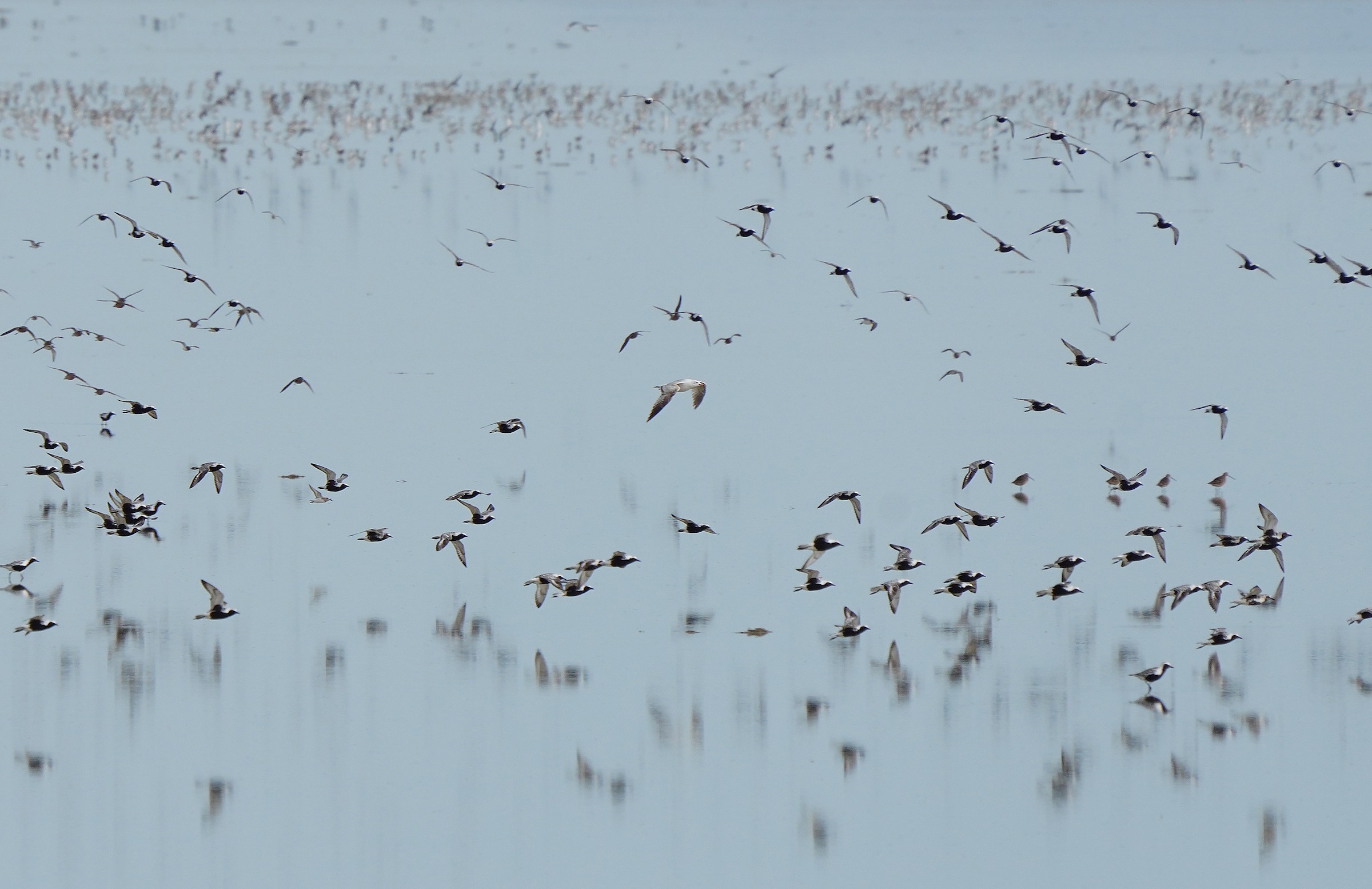 Great Salt Lake Birding Tour