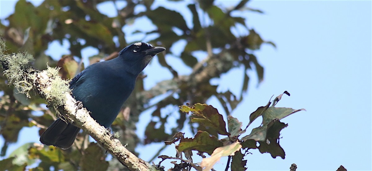 Steller's Jay (Middle American) - ML61326541