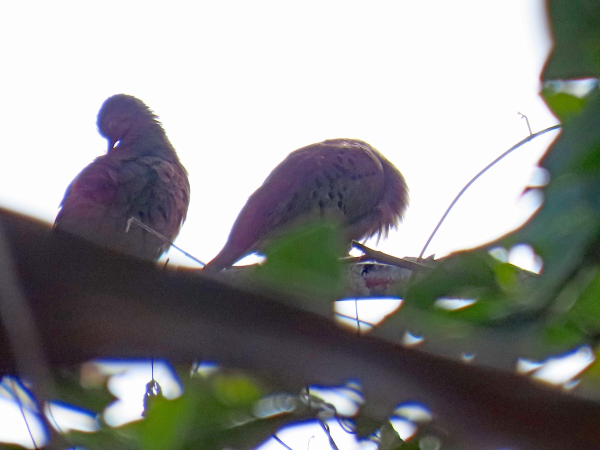 Ruddy Ground Dove - ML613265422