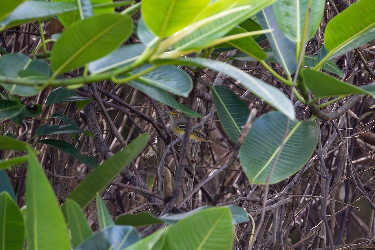 White-eyed Vireo - ML613265427