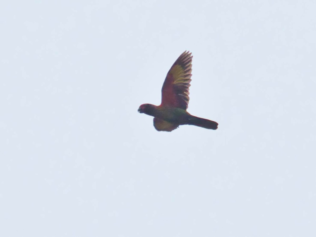 Yellow-streaked Lory - ML613265432