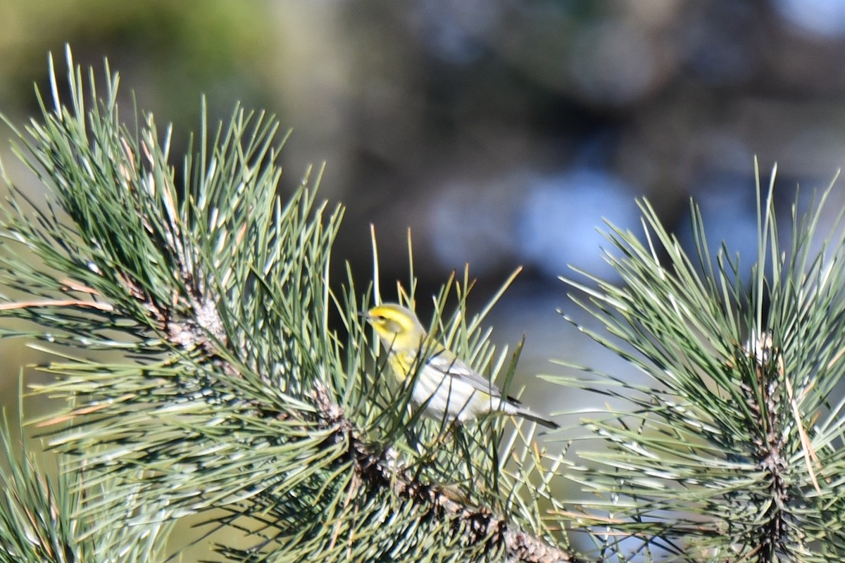 Townsend's Warbler - ML613265446