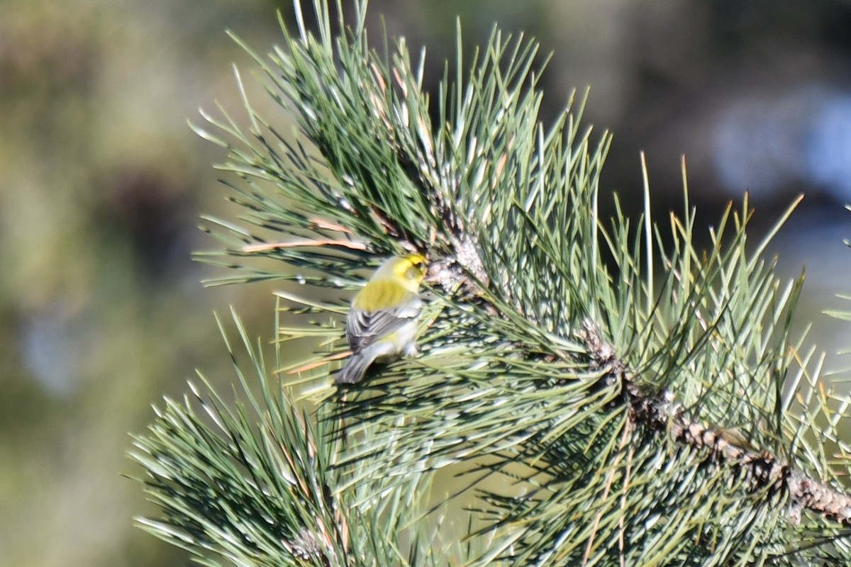 Townsend's Warbler - ML613265452