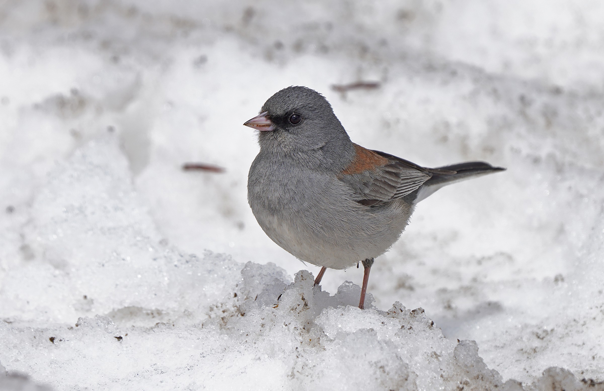 Dark-eyed Junco