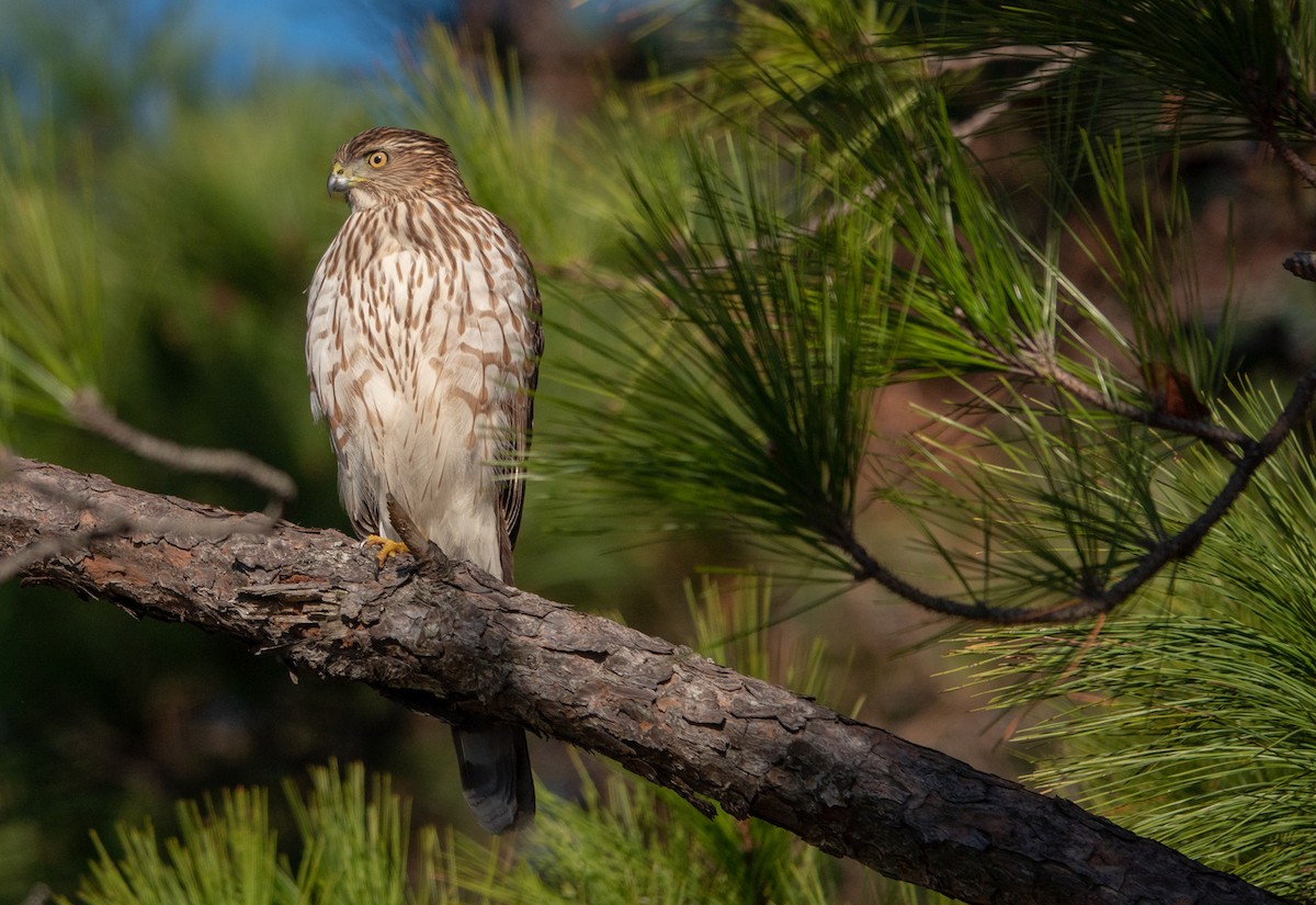 Cooper's Hawk - wendy wright