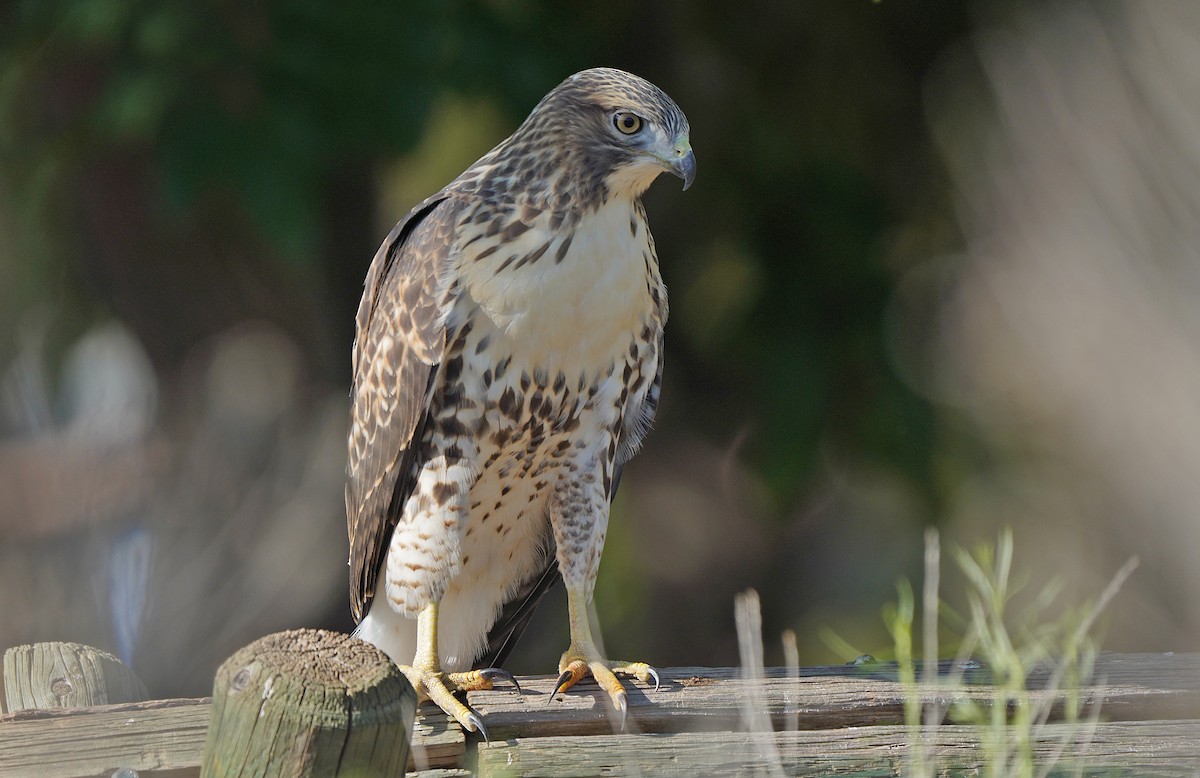 Red-tailed Hawk - ML613265588