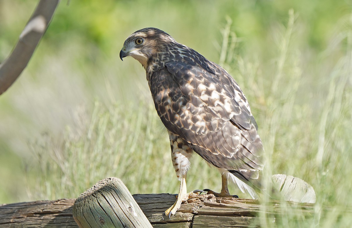 Red-tailed Hawk - ML613265590