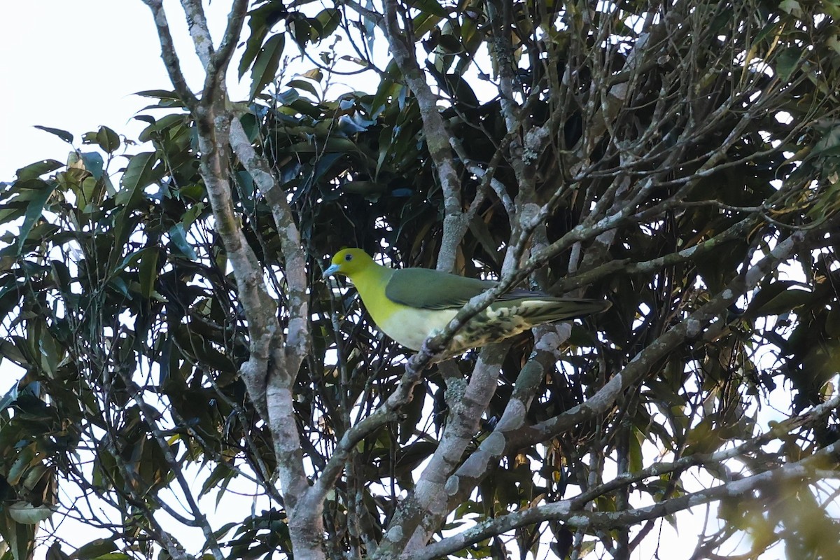 White-bellied Green-Pigeon - ML613265596