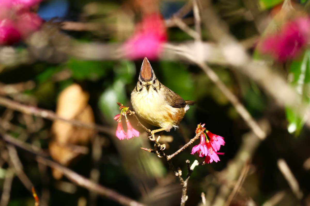 Yuhina de Taïwan - ML613265600