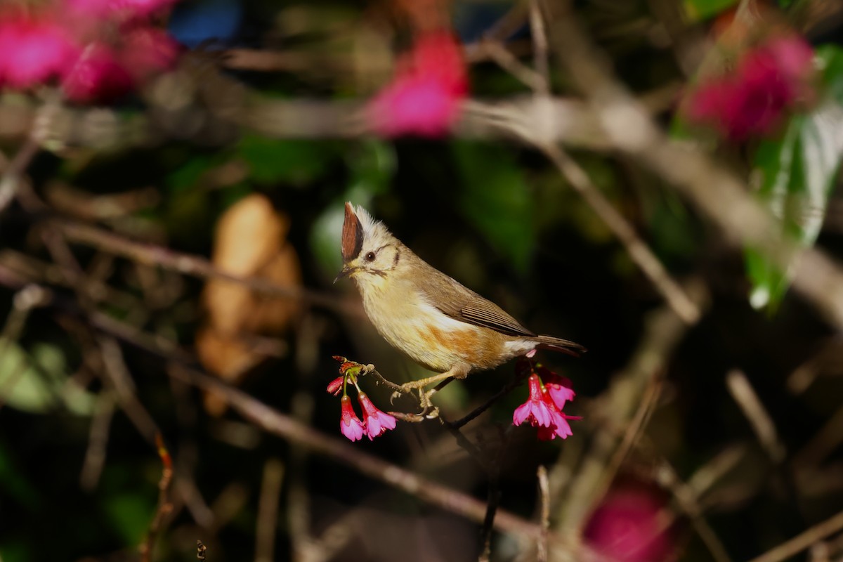 Braunscheitelyuhina - ML613265601