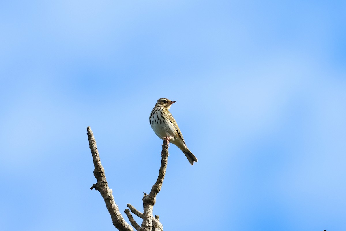 Olive-backed Pipit - ML613265607