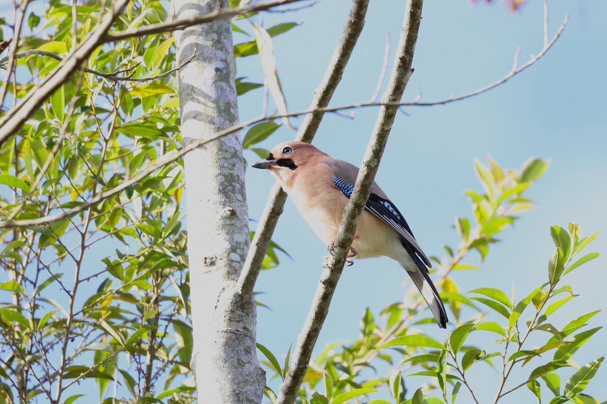 Eurasian Jay - ML613265624