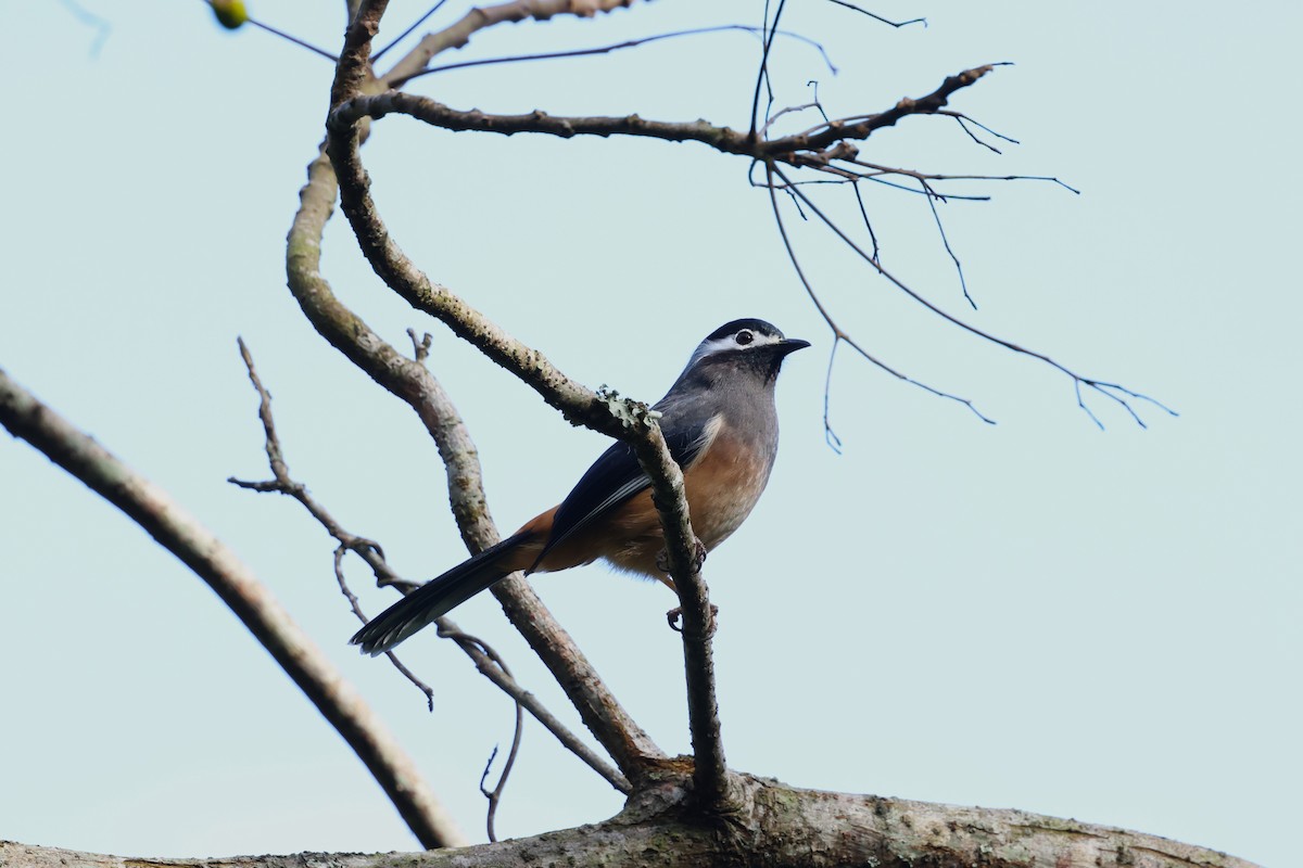 White-eared Sibia - ML613265635