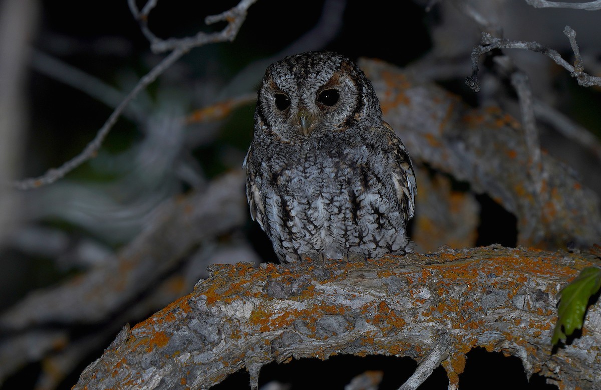 Flammulated Owl - ML613265683