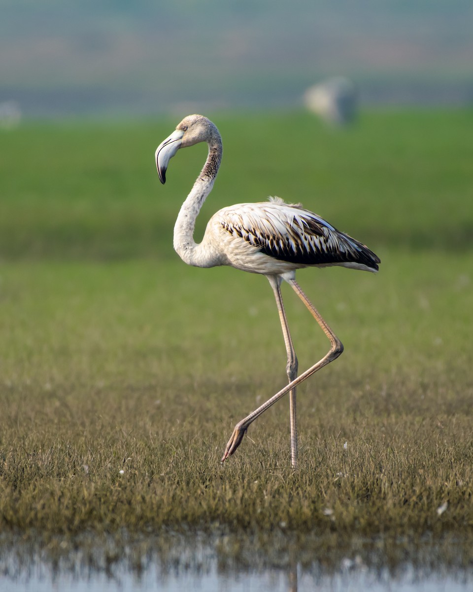 Greater Flamingo - Poojitha Bommisetty