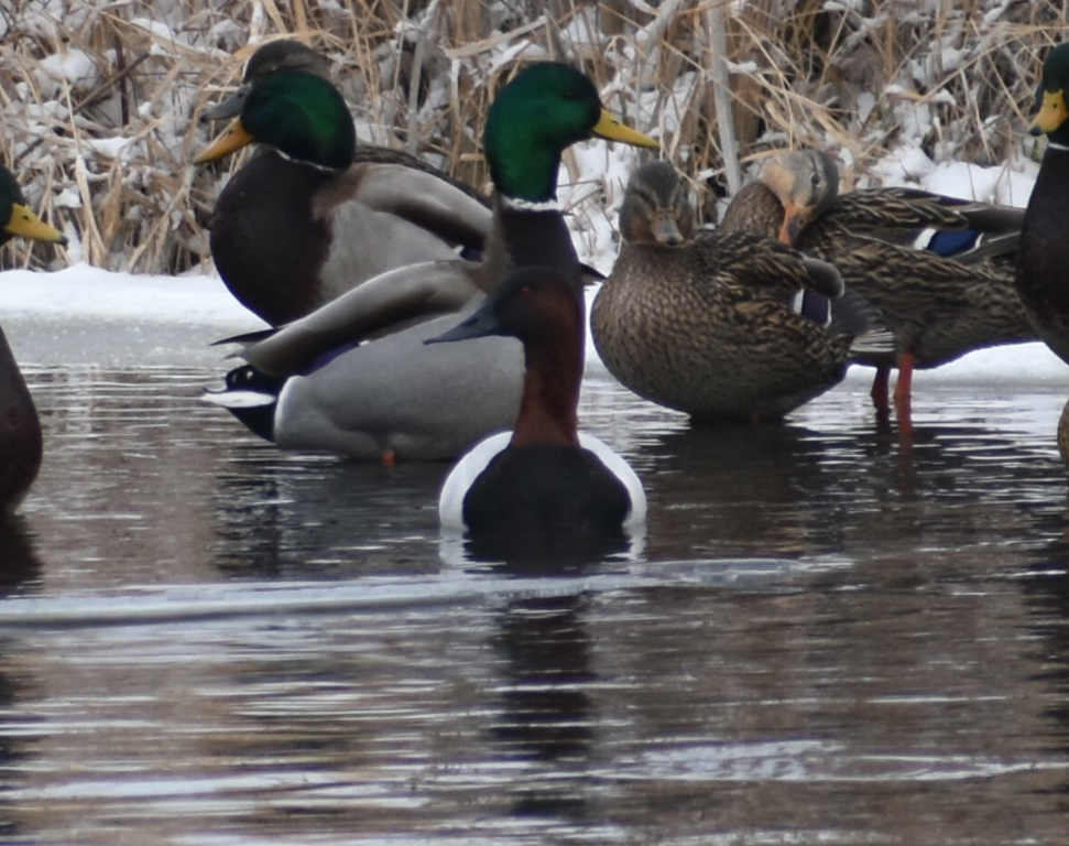 Canvasback - Damien Mullin