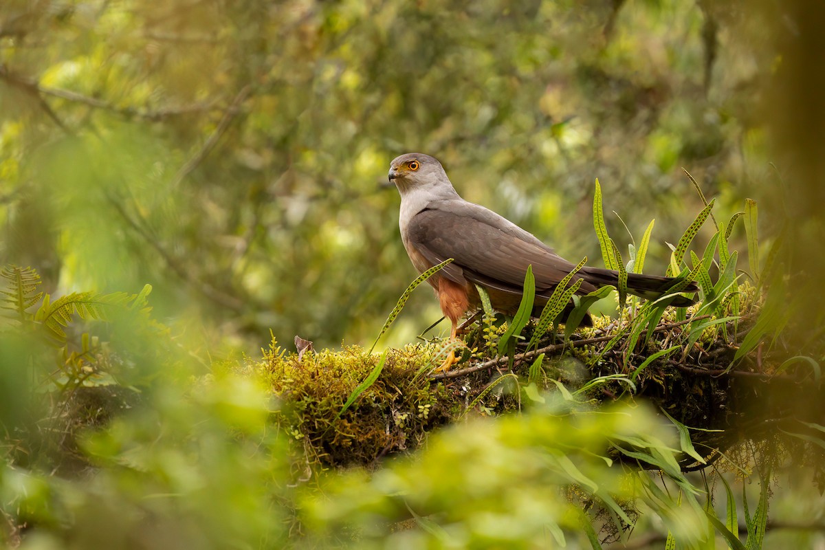 Bicolored Hawk - ML613265824