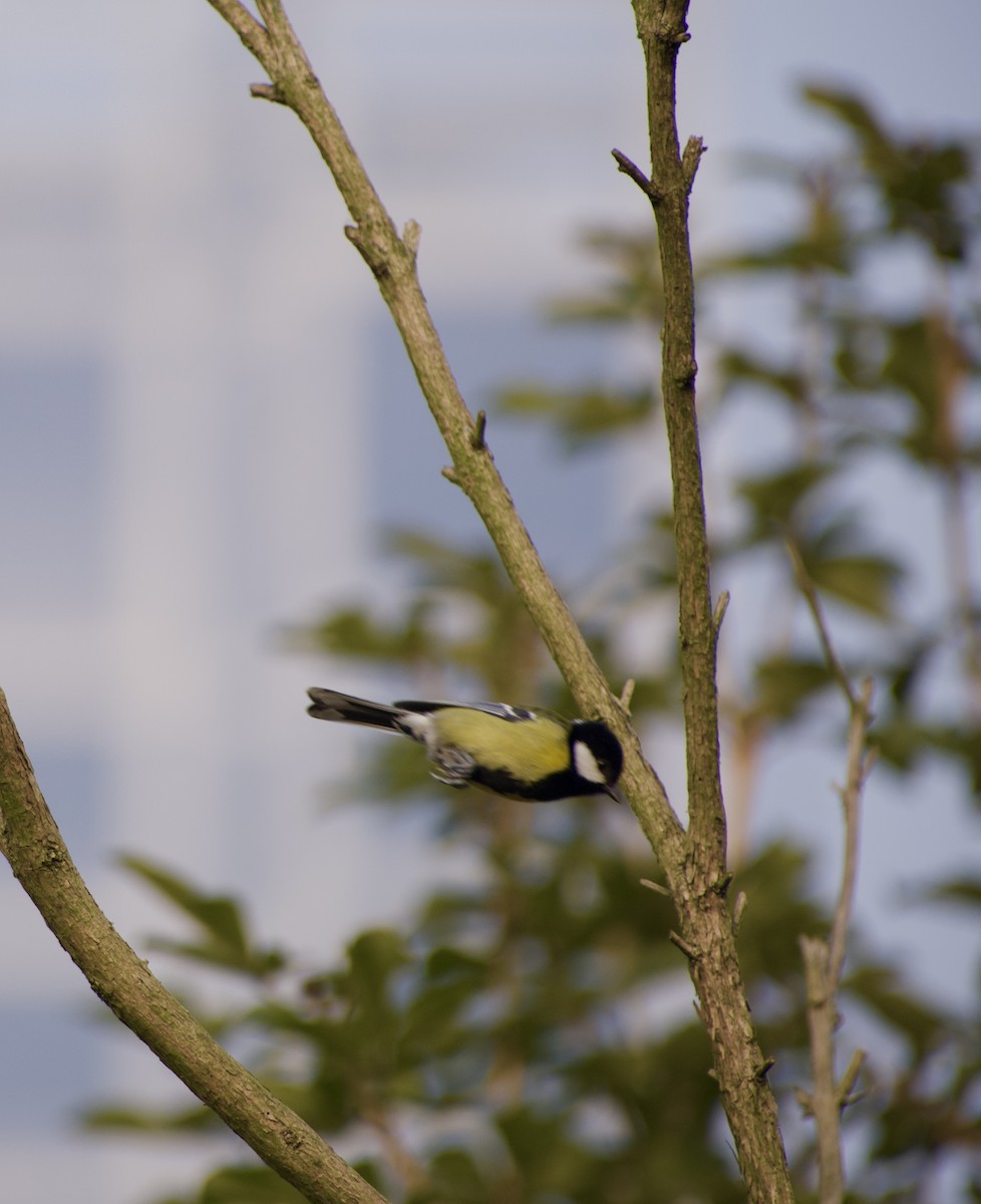 Green-backed Tit - ML613265859