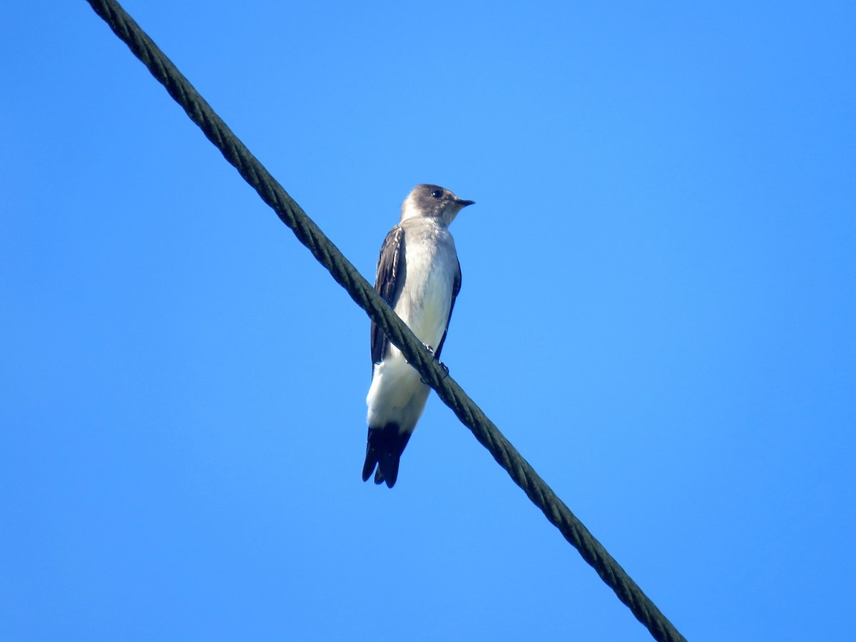 Northern Rough-winged Swallow (Ridgway's) - Jose Estrada