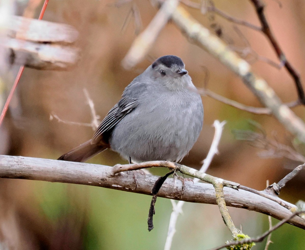 Gray Catbird - ML613265942