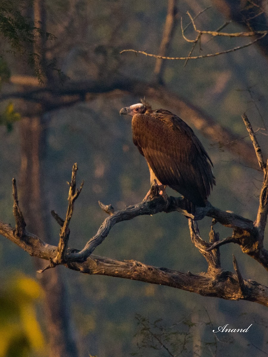 Red-headed Vulture - ML613265961