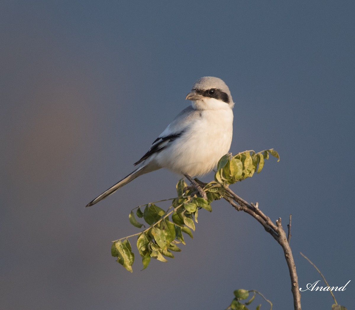 Great Gray Shrike - ML613265983