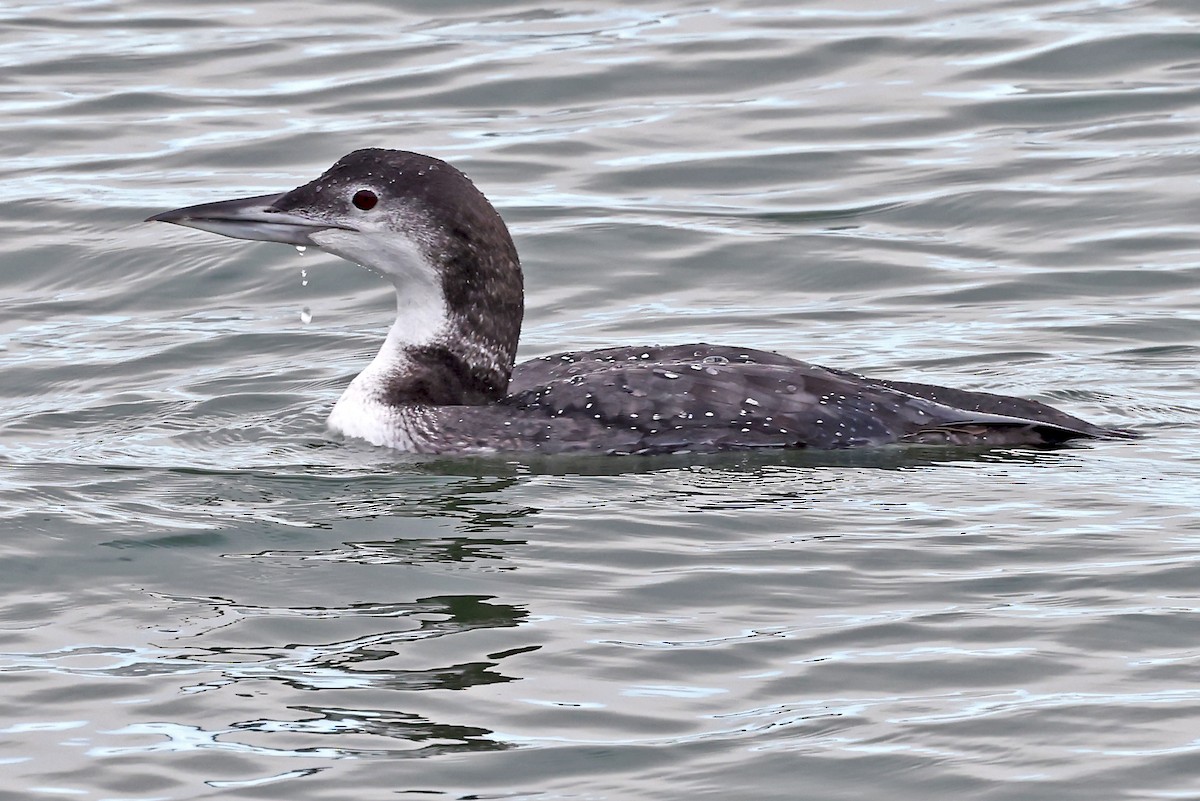 Common Loon - Phillip Edwards