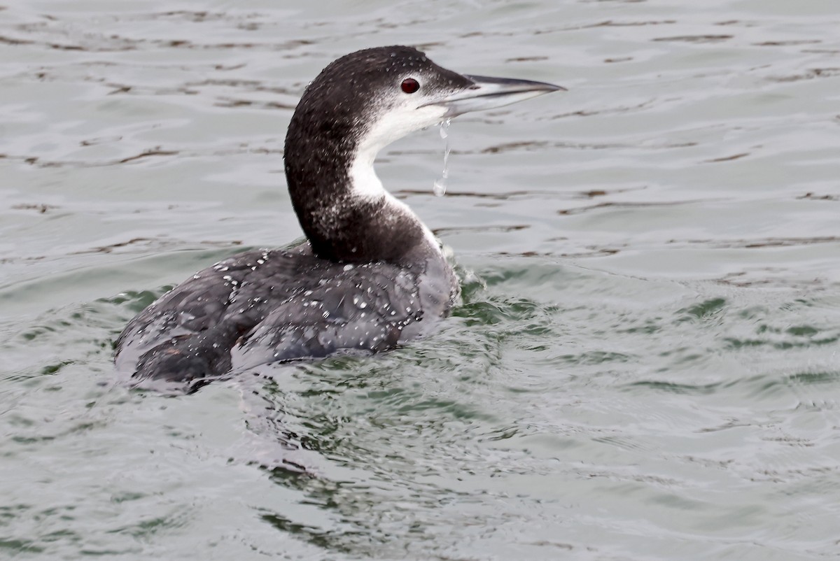 Plongeon huard - ML613266019