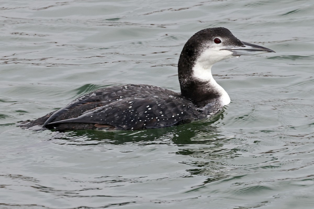 Common Loon - Phillip Edwards