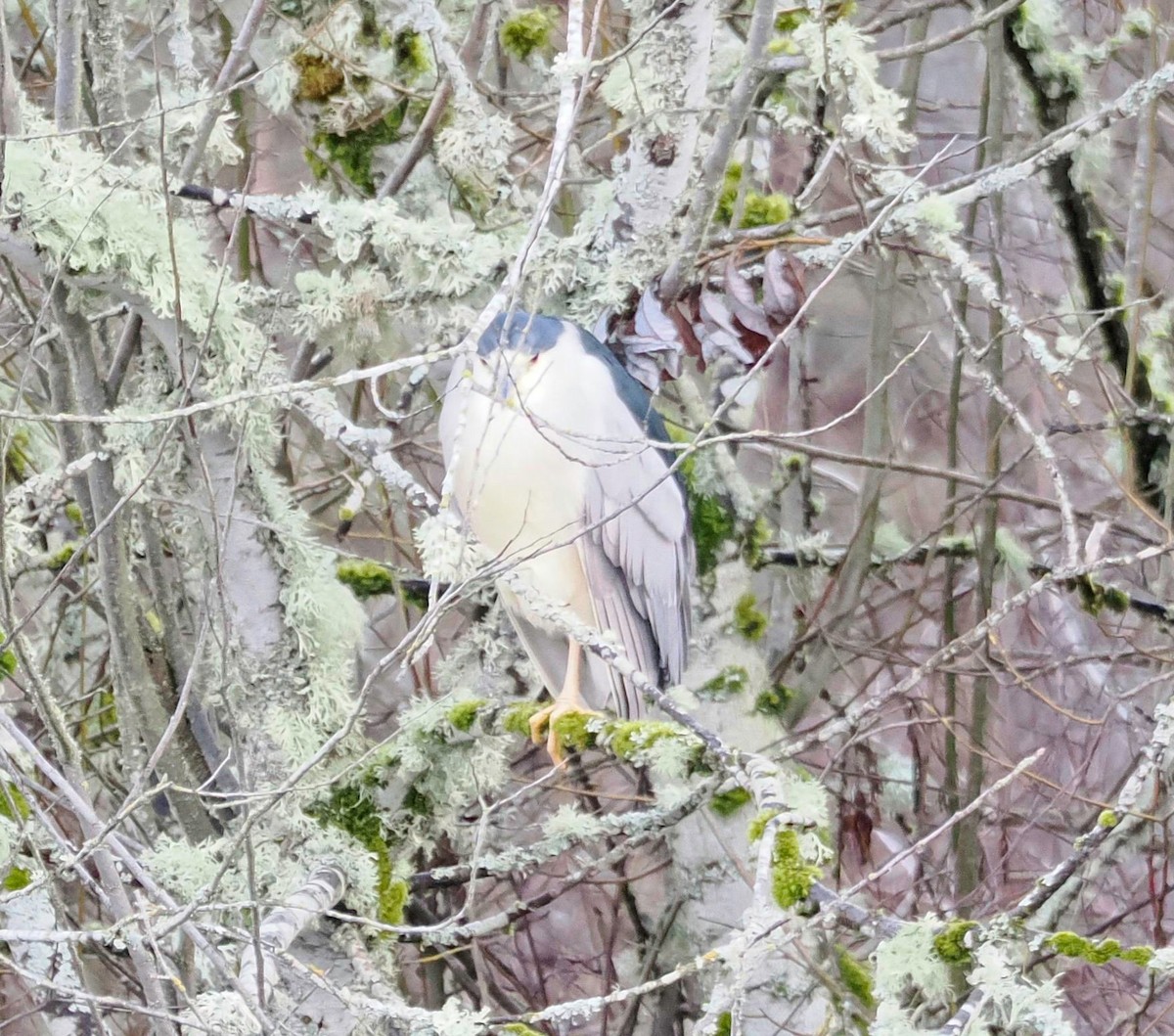 Black-crowned Night Heron - ML613266027