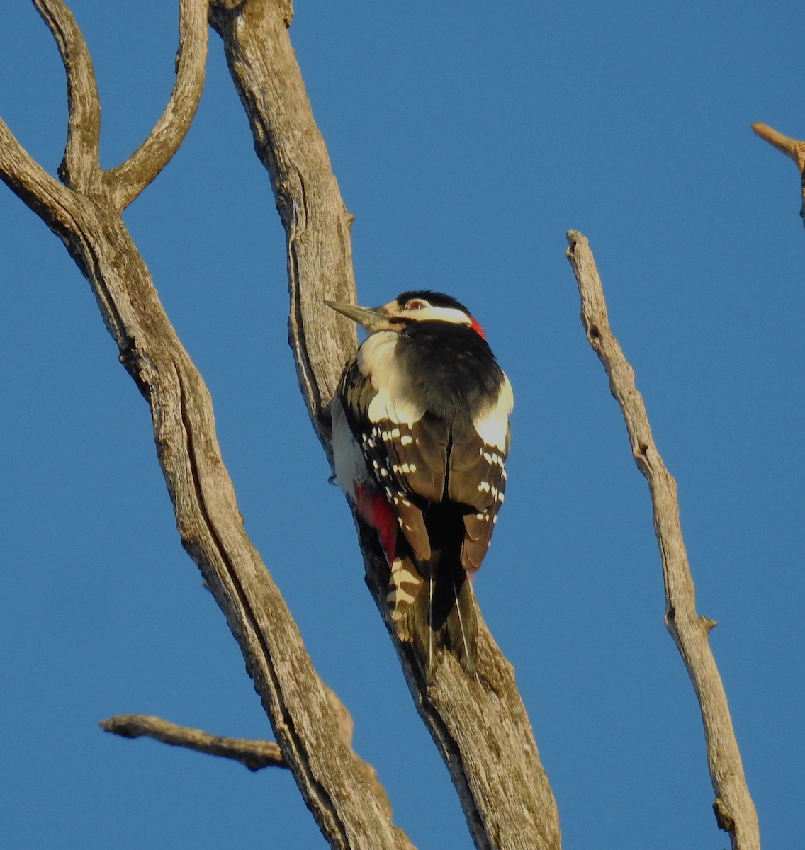 Great Spotted Woodpecker - Fernando T Rico