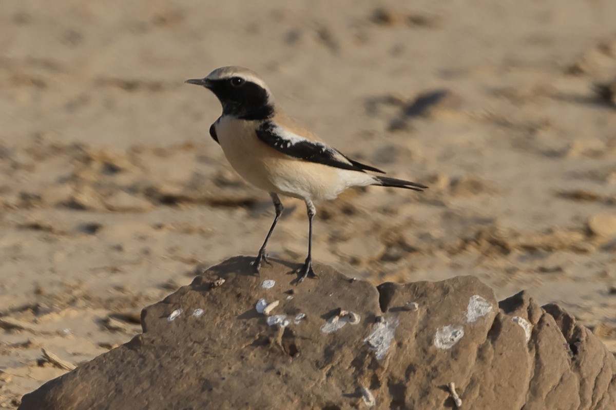 Desert Wheatear - ML613266067