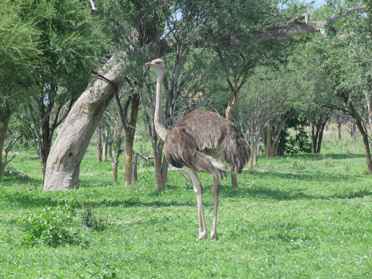 Африканский страус - ML613266076