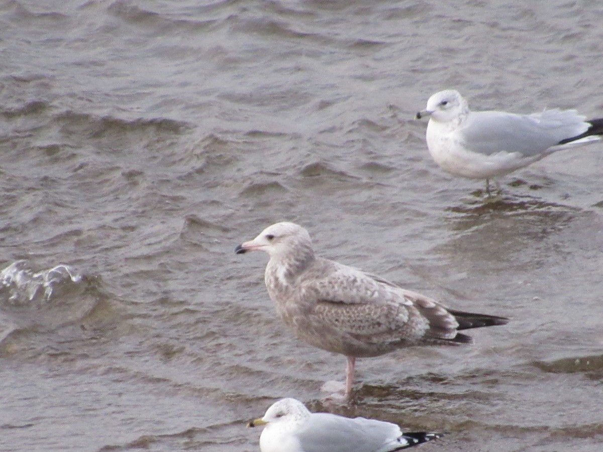 Ring-billed Gull - ML613266090