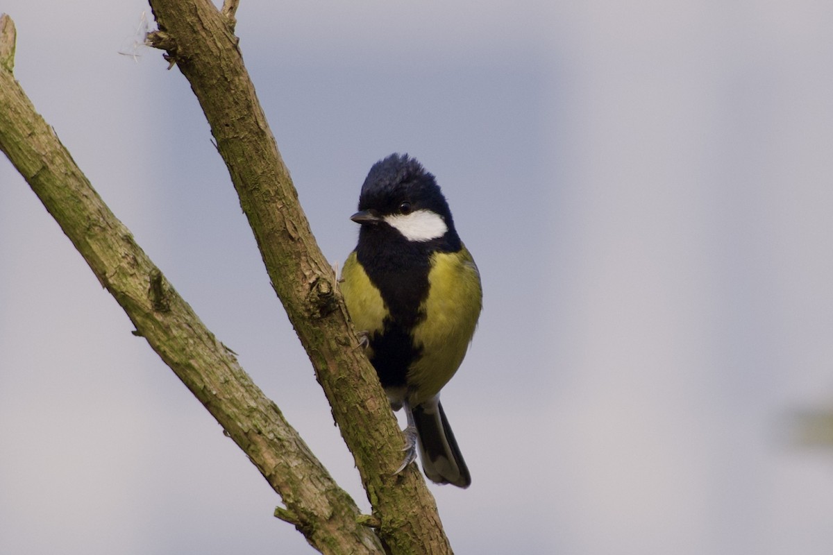 Green-backed Tit - ML613266125