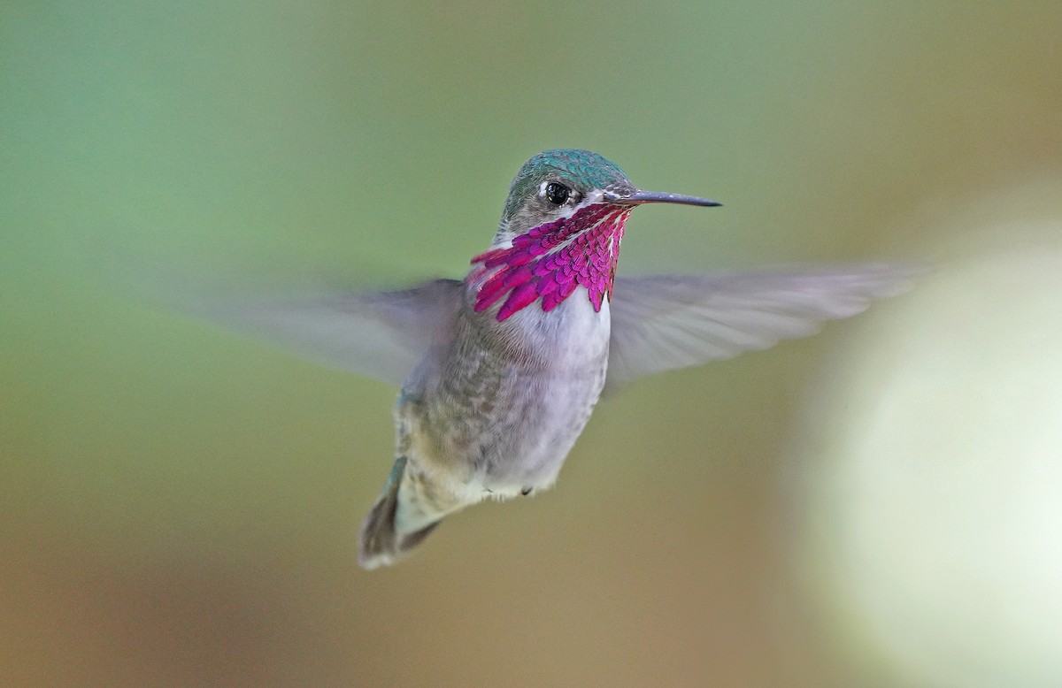 Colibrí Calíope - ML613266200