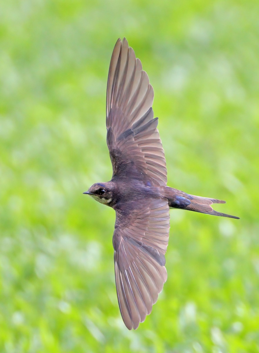 Barn Swallow - ML613266216