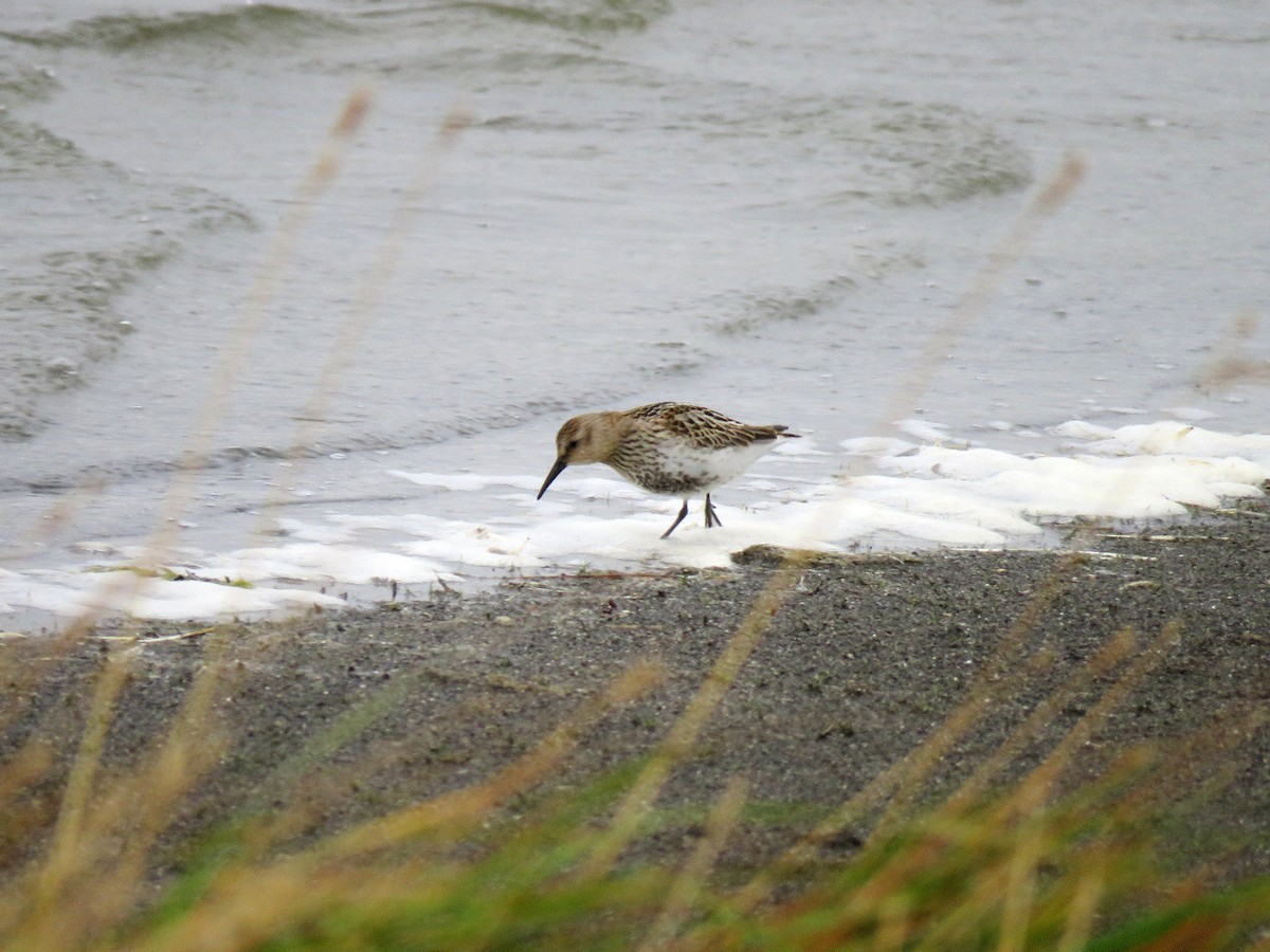 Dunlin - ML613266218