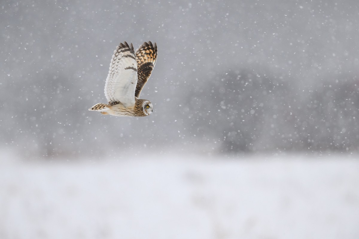 Short-eared Owl - ML613266234