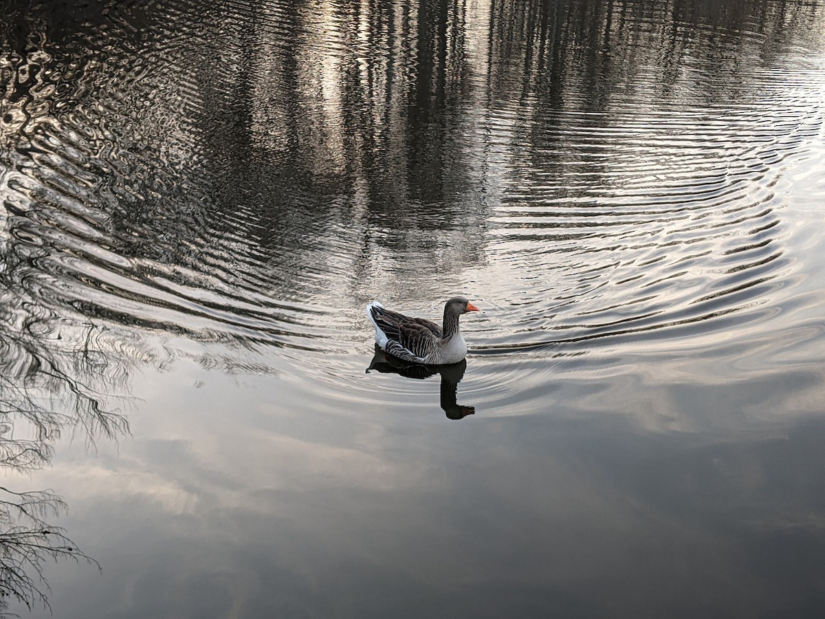 Domestic goose sp. (Domestic type) - Joe Kerwin