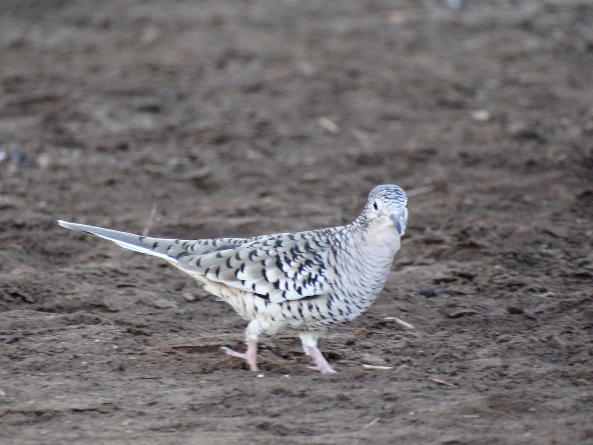 Scaled Dove - José-María García-Carrasco