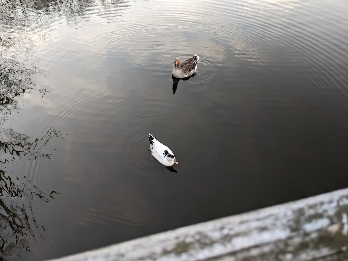 Mallard (Domestic type) - Joe Kerwin