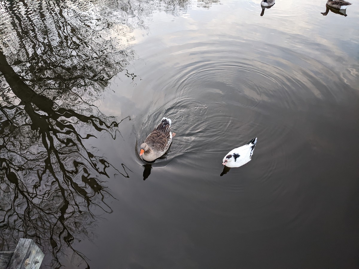 Domestic goose sp. (Domestic type) - ML613266287