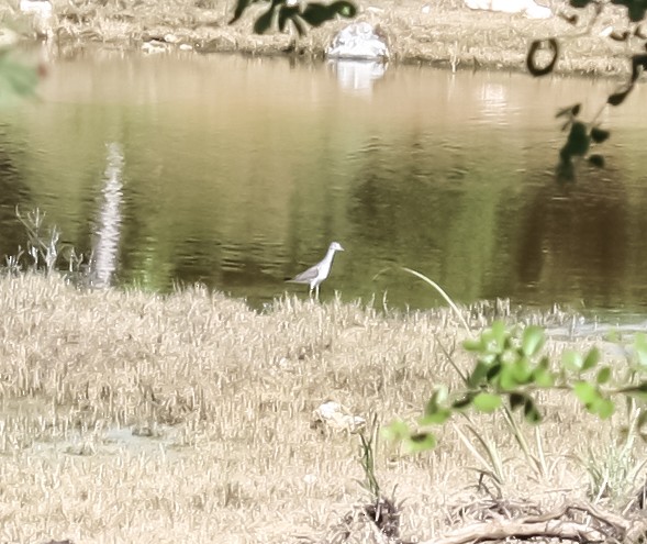 Lesser Yellowlegs - ML613266323