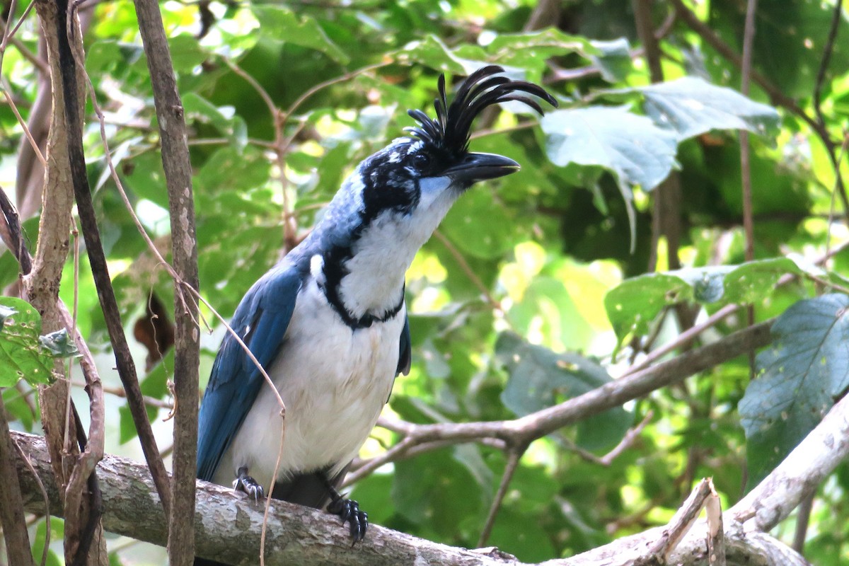 Black-throated x White-throated Magpie-Jay (hybrid) - ML613266402